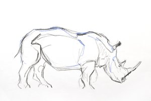 シロサイ、2021年（紙にクレヨンと水彩） 作： David Mayer