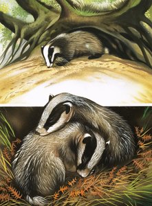 自宅でのアナグマ夫妻