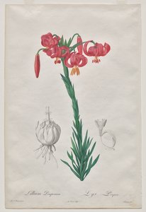 Lillium Pomponium (サザエ)、Les Liliacées のプレート 7 作： De Gouy