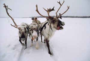 トナカイが雪の中をそりに乗ったサーミ（ラップ）人のヘッダーを引く。ロシアのロヴォゼロ近郊... 作： Dean Conger
