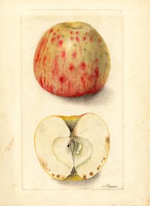 ビターピットアップル (Malus domestica) (水彩)