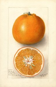 オレンジ（Citrus sinensis: ソーントンNo.5）（水彩） 作： Deborah Griscom Passmore