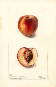 桃（プルヌス・ペルシカ：ハイリー）（水彩画） 作： Deborah Griscom Passmore