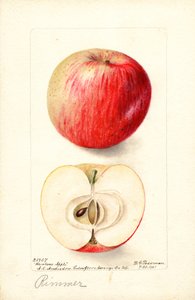 リンゴ (Malus domestica) (水彩) 作： Deborah Griscom Passmore