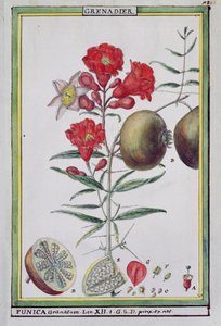 ホット植物のフロリンディーまたは物理経済的歴史からのザクロの木、1789 作： Delahaye