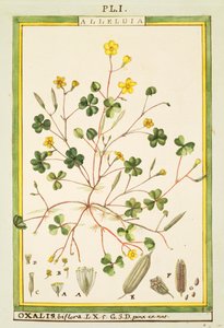バミューダのキンポウゲ（Oxalis biflora or pes-caprae）、Delahayeによる水彩画