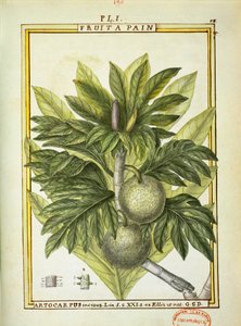 パンの実（Artocarpus altilis）、Delahayeの水彩画 作： Delahaye Delahaye