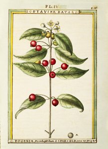ブラシチェリー（Eugenia pseudo-pridium）、デラヘイによる水彩画