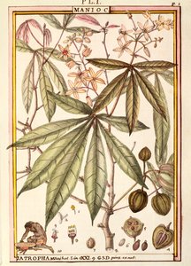 キャッサバ（Jatropha manihot）、Delahaye作、水彩画