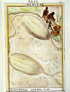 キャッサバまたはマニオック（Manihot esculenta）、Delahayeによる水彩画