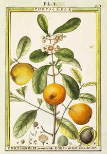 クリソメリス（Chrysomelis senticosa）、デラヘーによる水彩画 作： Delahaye Delahaye