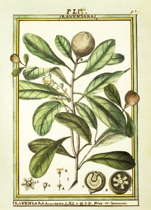 Cryptocarya Aromatica、Delahayeによる水彩画 作： Delahaye Delahaye