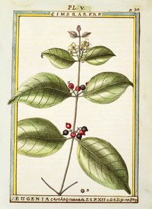 Eugenia Carthaginensis、Delahayeによる水彩画 作： Delahaye Delahaye