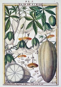 バオバブの実と花（Delahaye著）（Florindie ou Historie physico-economique des Vegetaux de la Torrideより 作： Delahaye Delahaye