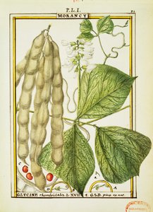 Glycine Rhomboidalis、Delahayeによる水彩画