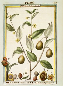ナツメグ（Myristica fragrans or officinalis）、Delahayeの水彩画 作： Delahaye Delahaye