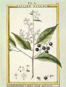 レッドベイツリー（Laurus borboniaまたはPersea carolinensis）、Delahayeによる水彩画 作： Delahaye Delahaye