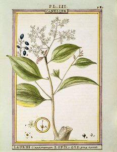 真のシナモン（Cinnamomum Verum）、Delahayeの水彩画 作： Delahaye Delahaye