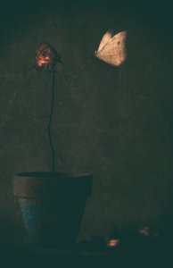  作： Delphine Devos
