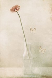  作： Delphine Devos