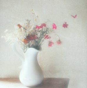  作： Delphine Devos