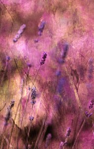  作： Delphine Devos