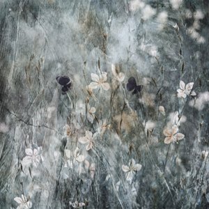  作： Delphine Devos