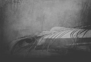  作： Delphine Devos