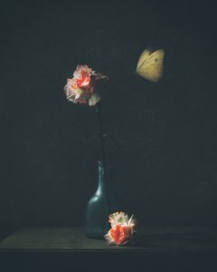  作： Delphine Devos