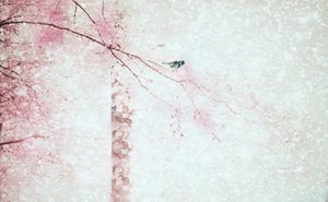  作： Delphine Devos