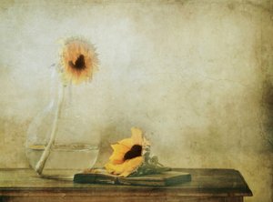 作： Delphine Devos