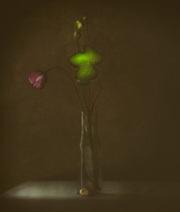  作： Delphine Devos
