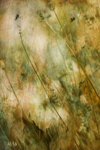  作： Delphine Devos