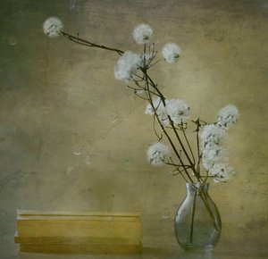 穏やかでふわふわした花々