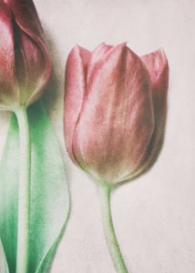  作： Delphine Devos
