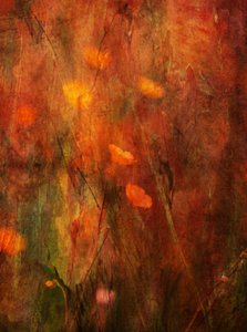  作： Delphine Devos