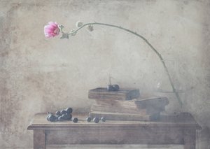  作： Delphine Devos