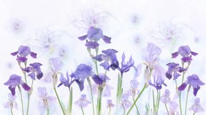 夢のようなラベンダー色のアイリス