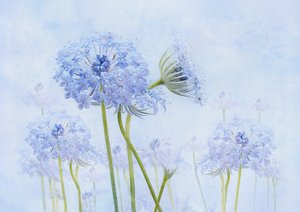 幻想的な青い花 作： Denis O Reilly