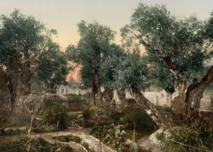 ゲッセマネの園、エルサレム、聖地、1890～1900年頃（フォトクロムプリント） 作： Detroit Photographic Co.