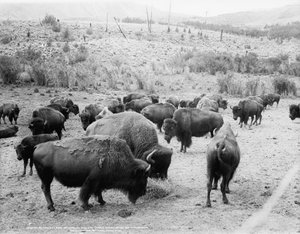 湾の群れの王、ルーズベルトと角を曲がったキャリーネイション、1907年頃