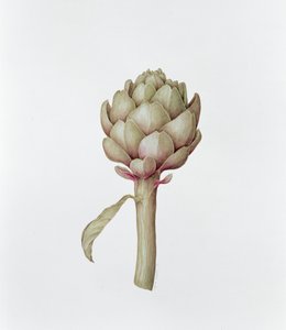 アーティチョーク、1999 作： Diana Everett