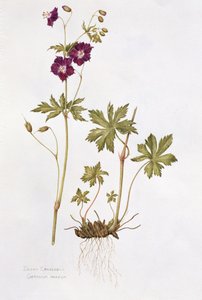 薄暗いクレインズビル（紙にトイレ） 作： Diana Everett
