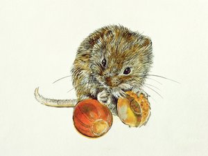 ドングリとハタネズミ 作： Diane Matthes