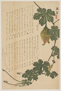 ビターメロン、1825（カラー木版印刷） 作： Dodo Hirotoshi