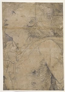 上を見上げる青年（半身像）、下絵の断片か？ 作： Domenico Beccafumi
