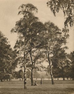 葉のレースワーク：ハイドパークの夏の朝、c1935。 作： Donald McLeish