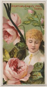 アメリカン ビューティー ローズ: 臆病、シリーズ「花の美しさと花言葉 N...」、1892 年から。