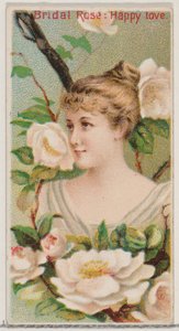 ブライダルローズ：ハッピーラブ、シリーズ花の美しさと花言葉N75 for ...、1892年から。 作： Donaldson Brothers