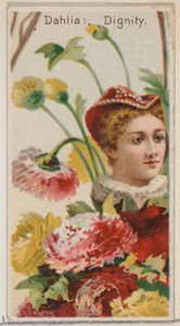 ダリア: デューク br...、1892 年のシリーズ花の美しさと花言葉 N75 からの尊厳。 作： Donaldson Brothers
